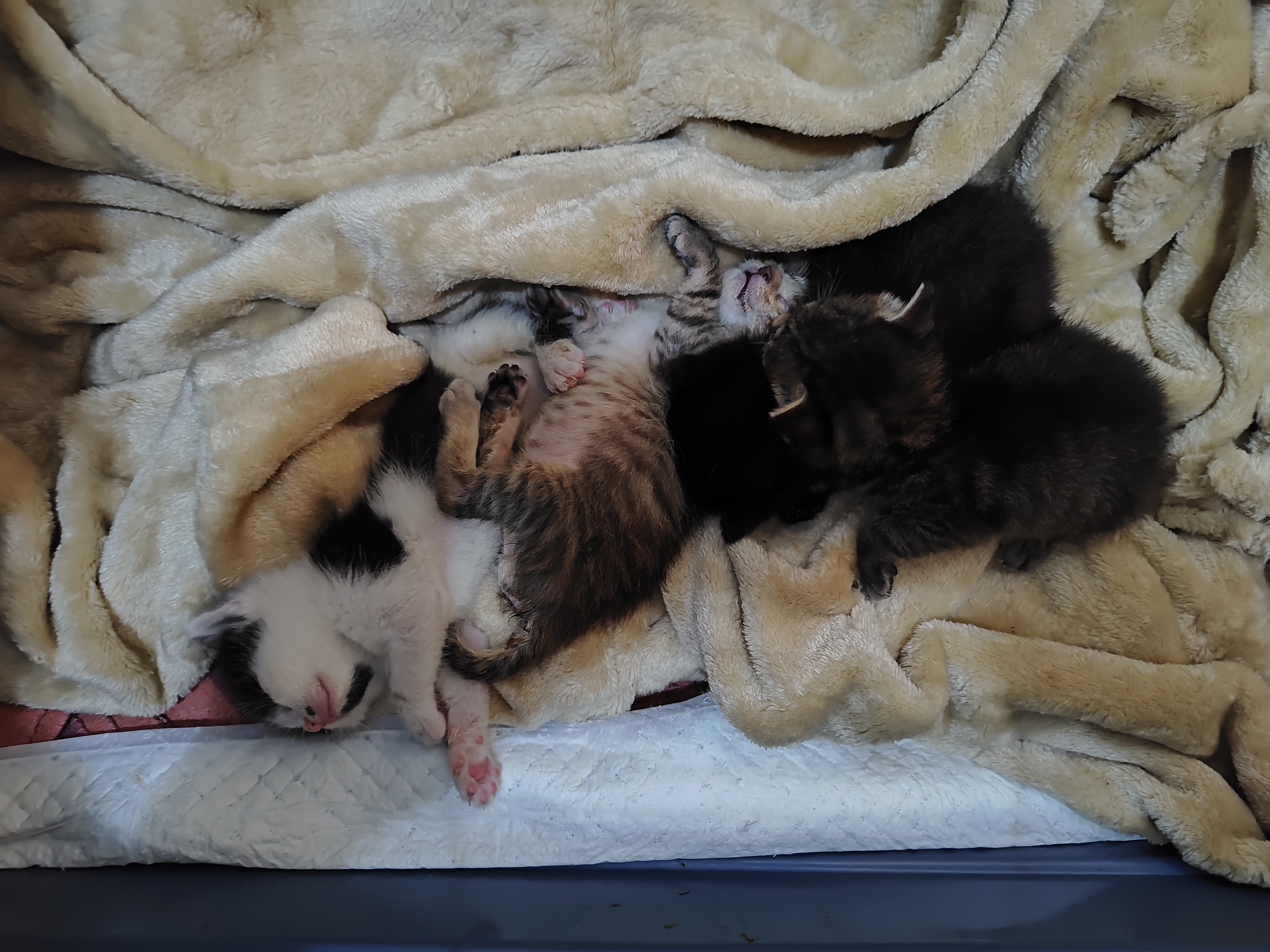 Image of cats