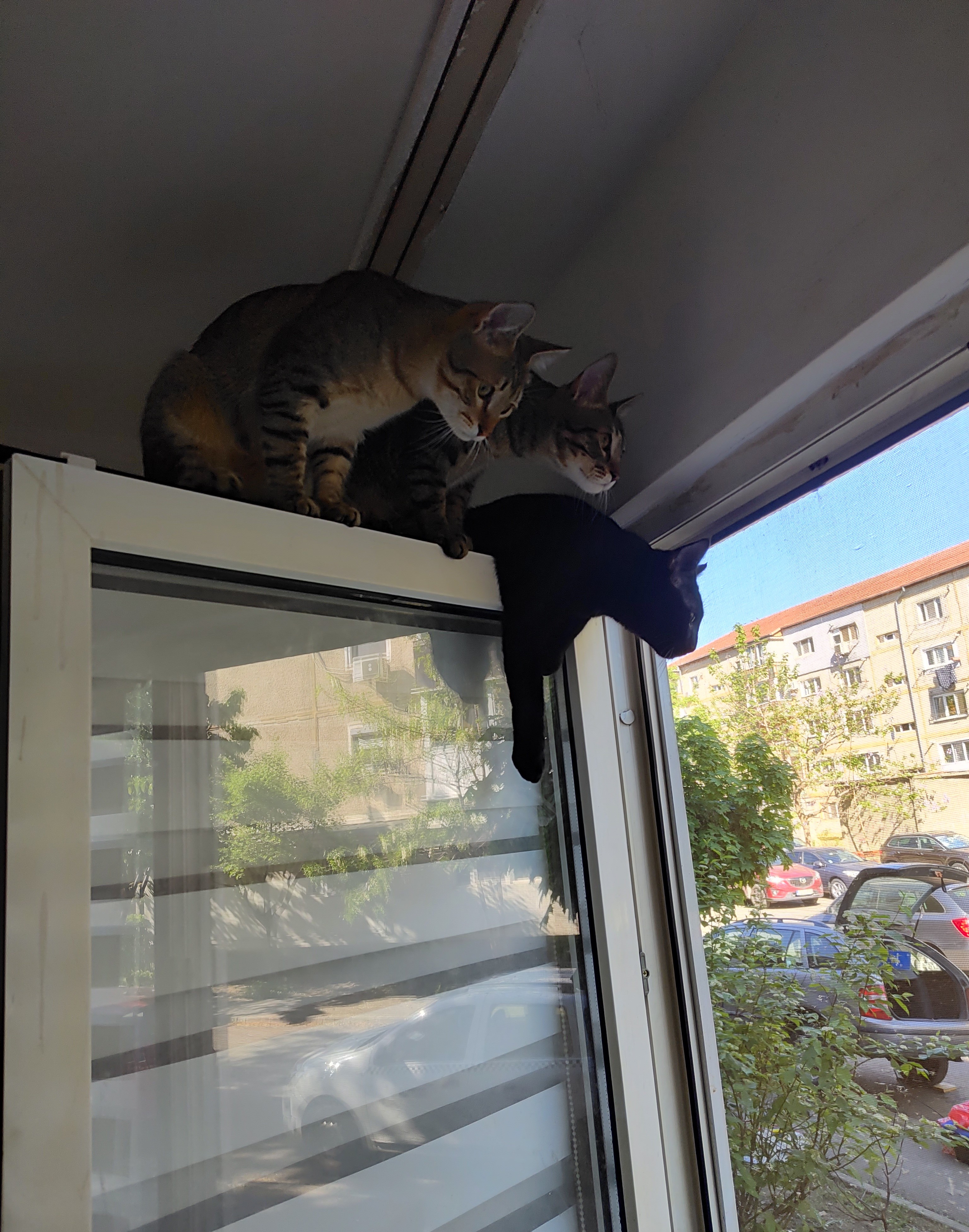 Image of cats
